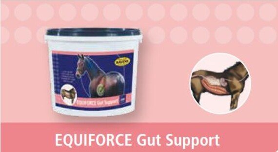 HAVENS Gut Support