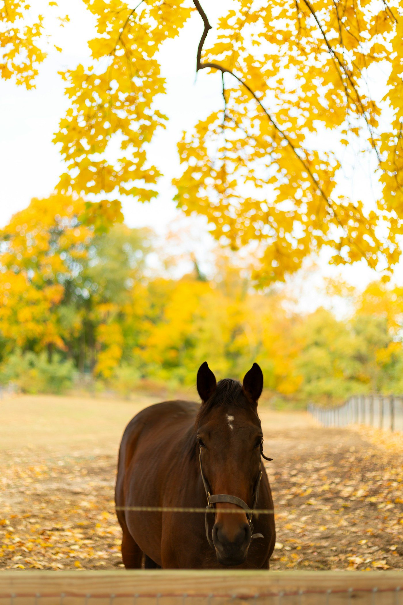 Pferd auf einer Weide unter herbstlichen Bäumen